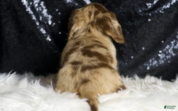 Miniature Dachshund dogs for sale: Iris - Image 6
