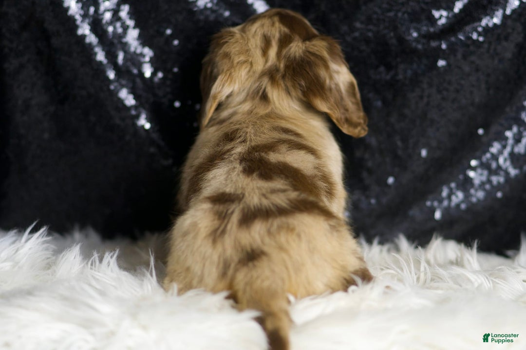 Miniature Dachshund dogs for sale: Iris - Image 6