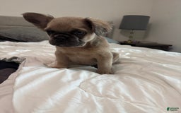 French Bulldog dogs for sale: Lilly - Image 5