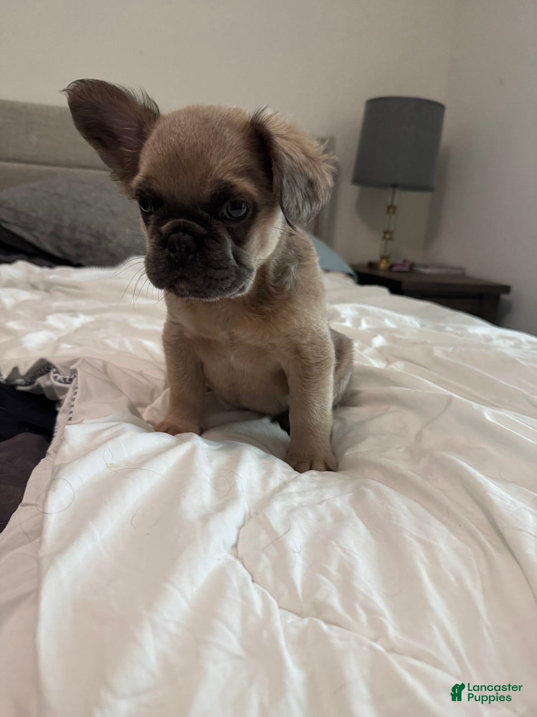 French Bulldog dogs for sale: Lilly - Image 5