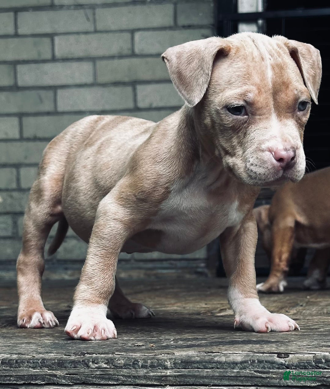 American Bully dogs for sale: Little Leo - Image 4