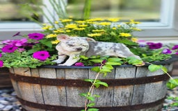 French Bulldog dogs for sale: Charlie - Image 6