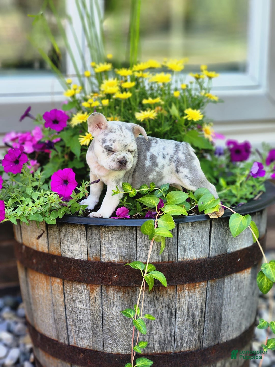 French Bulldog dogs for sale: Charlie - Image 6