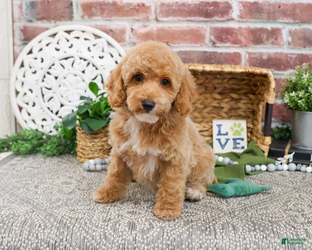 Miniature Poodle dogs for sale: Rover - Image 3