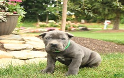 Cane Corso dogs for sale: Olivia - Image 7