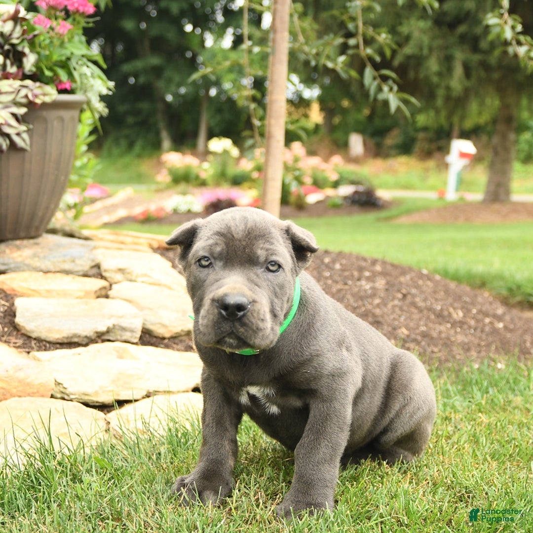 Cane Corso dogs for sale: Olivia - Image 7