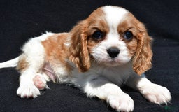 Cavalier King Charles Spaniel dogs for sale: Champ - Image 7