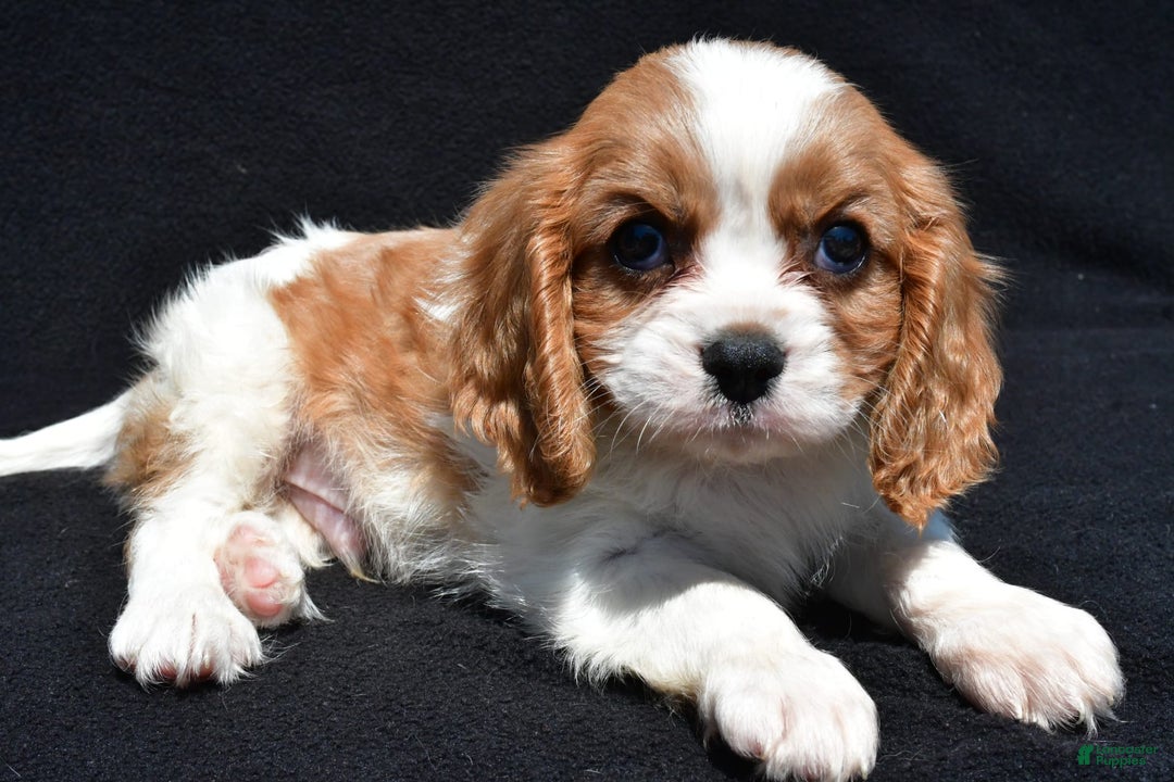 Cavalier King Charles Spaniel dogs for sale: Champ - Image 7