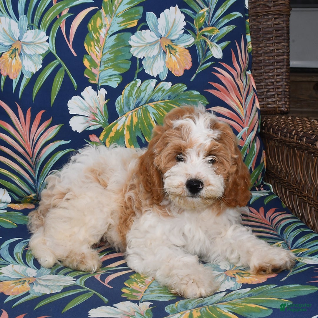 Forever dogs for sale: Lily - Image 1