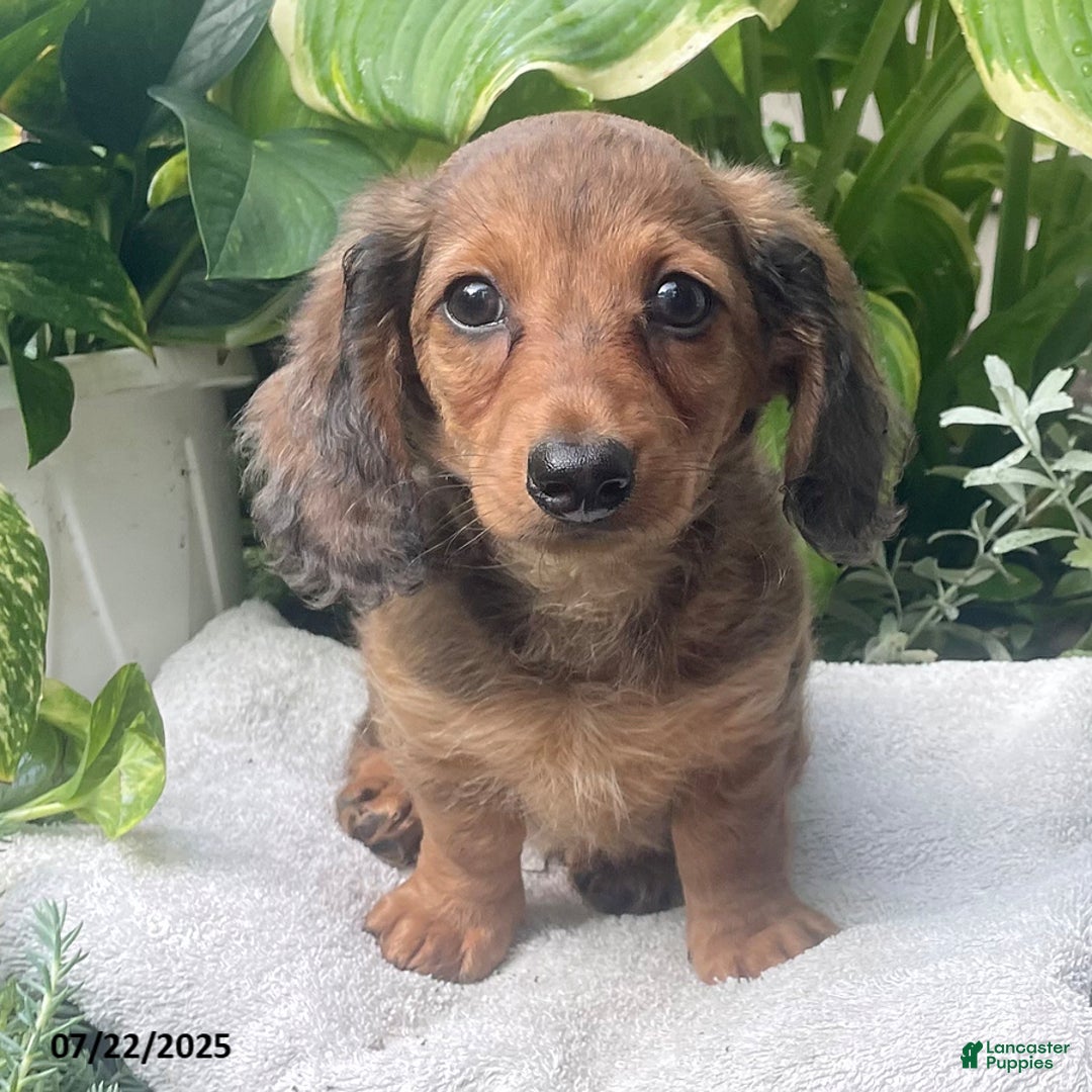 Miniature Dachshund dogs for sale: Capptain Coffee - Image 5