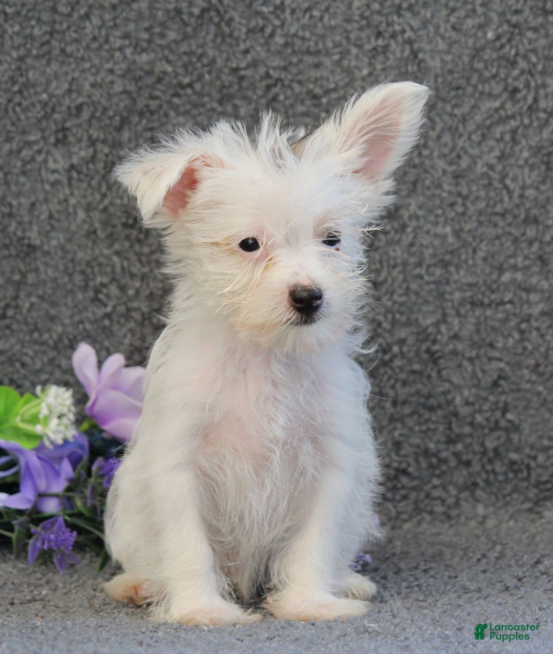 Yorkshire Terrier dogs for sale: Tony - Image 5