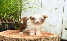 Miniature Australian Shepherd dogs for sale: Chief - Image 8