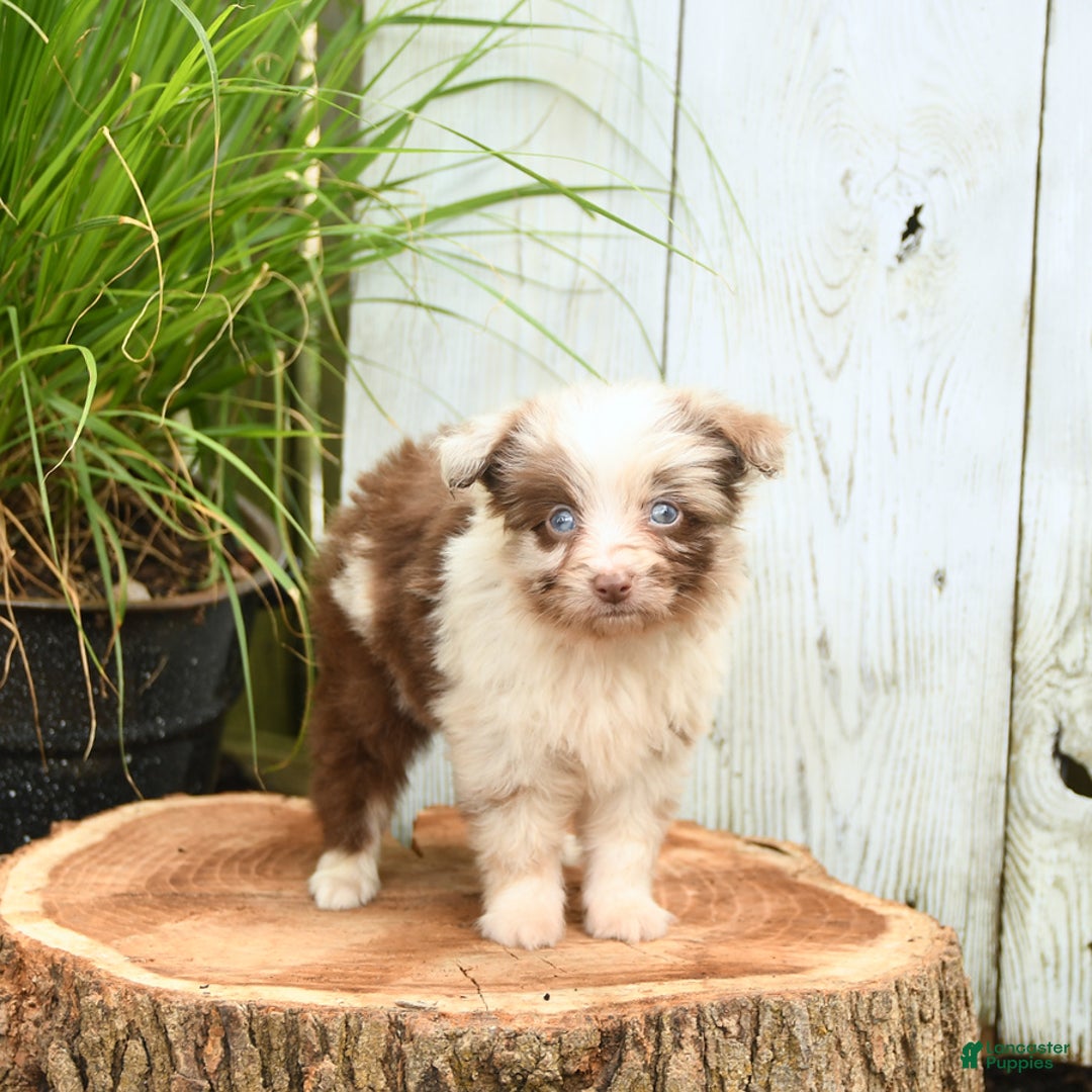 Miniature Australian Shepherd dogs for sale: Chief - Image 8