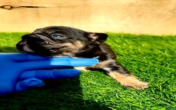 French Bulldog dogs for sale: Coco - Image 2