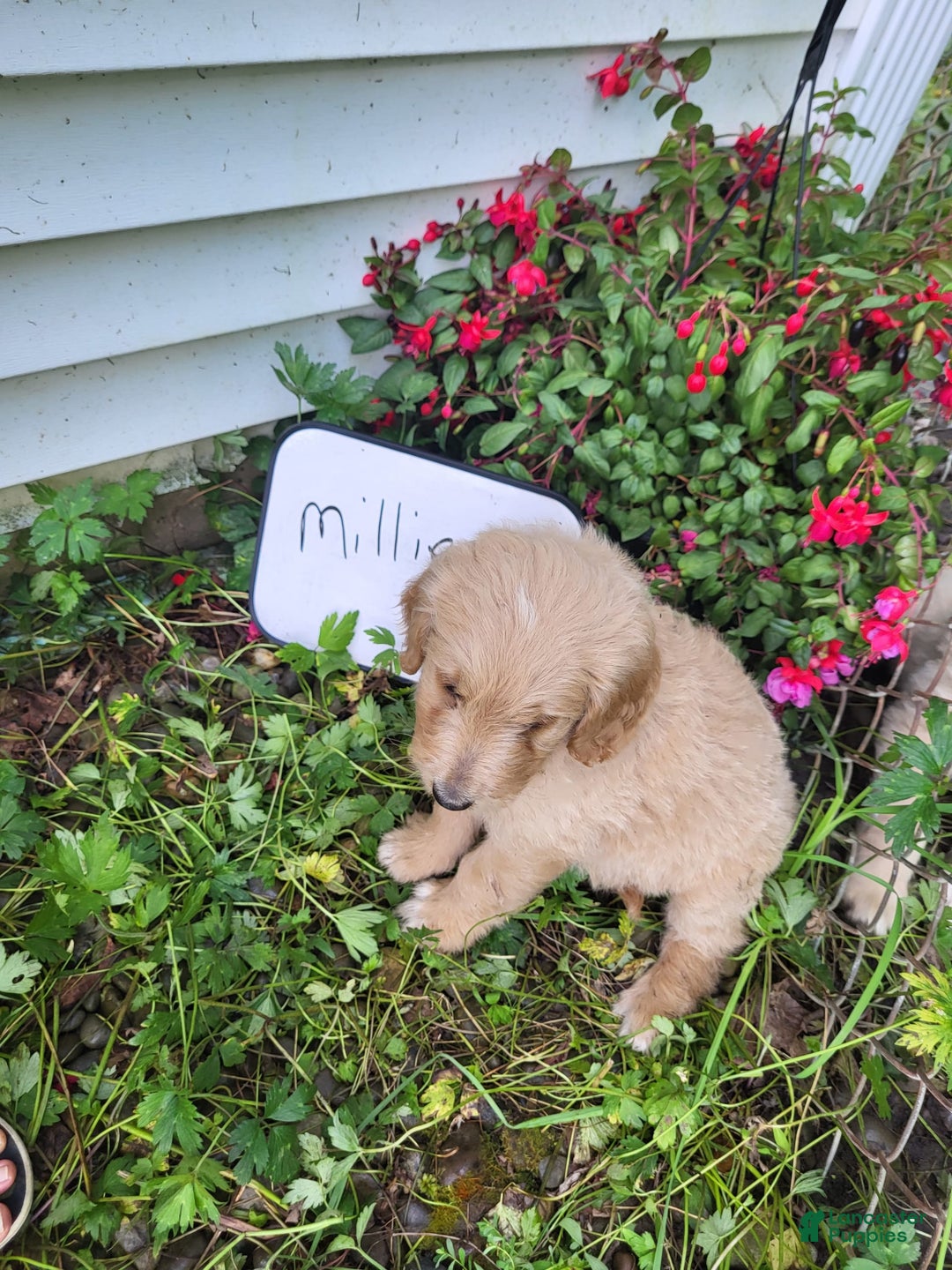 Goldendoodle dogs for sale: Millie - Image 3