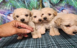 Bichon Frise dogs for sale: Toy Poodle/toy Bichon Puppy - Image 10