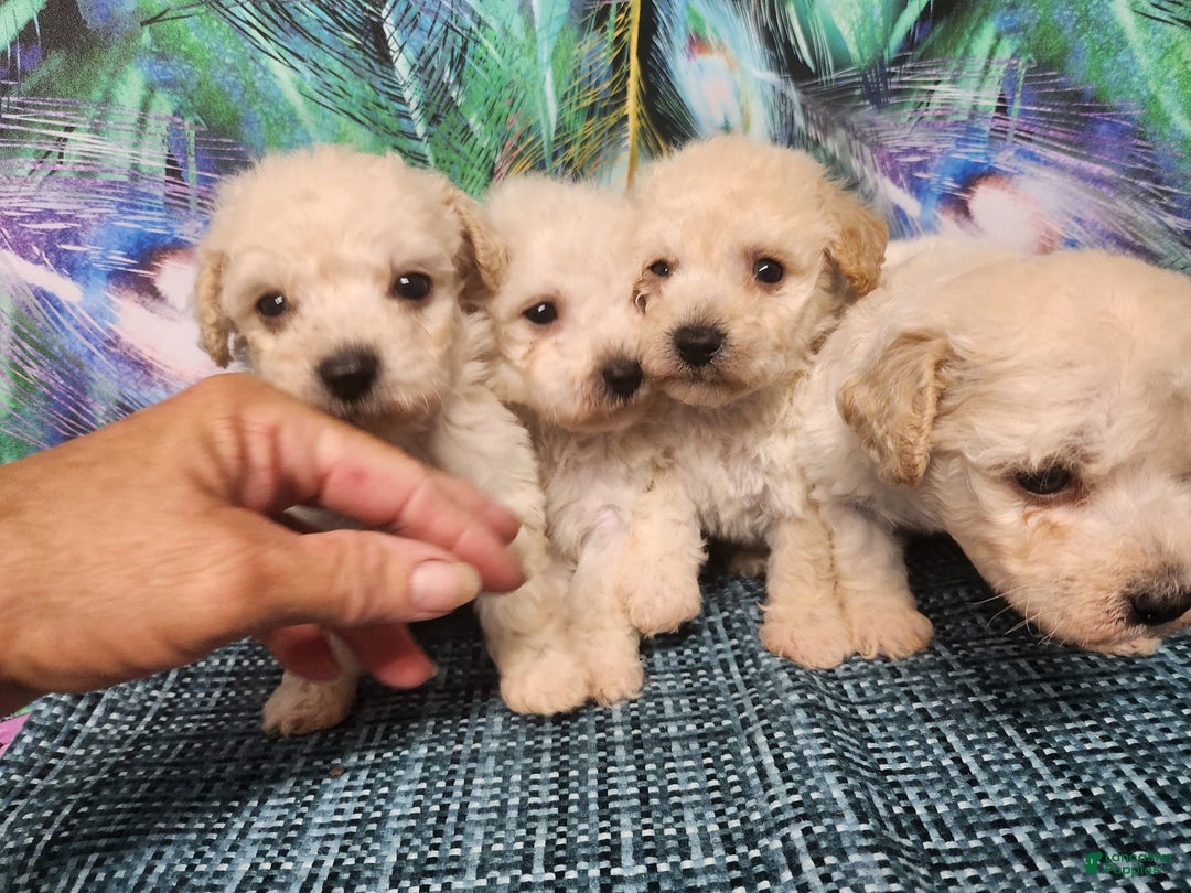 Bichon Frise dogs for sale: Toy Poodle/toy Bichon Puppy - Image 10