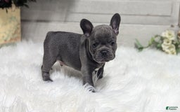 French Bulldog dogs for sale: Kip - Image 4