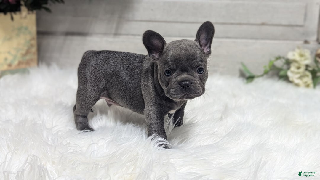 French Bulldog dogs for sale: Kip - Image 4