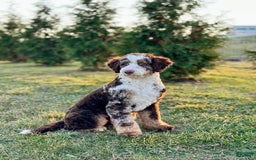 Mini Bernedoodle dogs for sale: Kaylee - Image 7