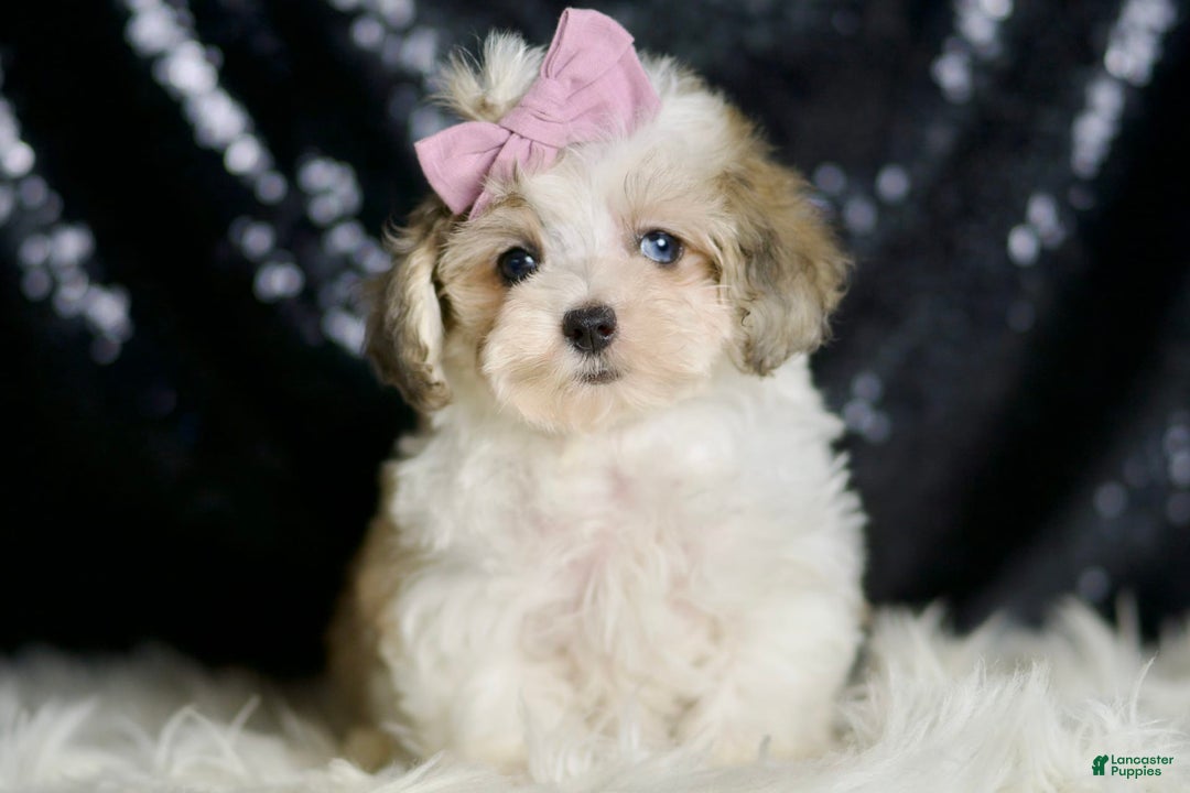 Maltipoo dogs for sale: Beans - Image 4