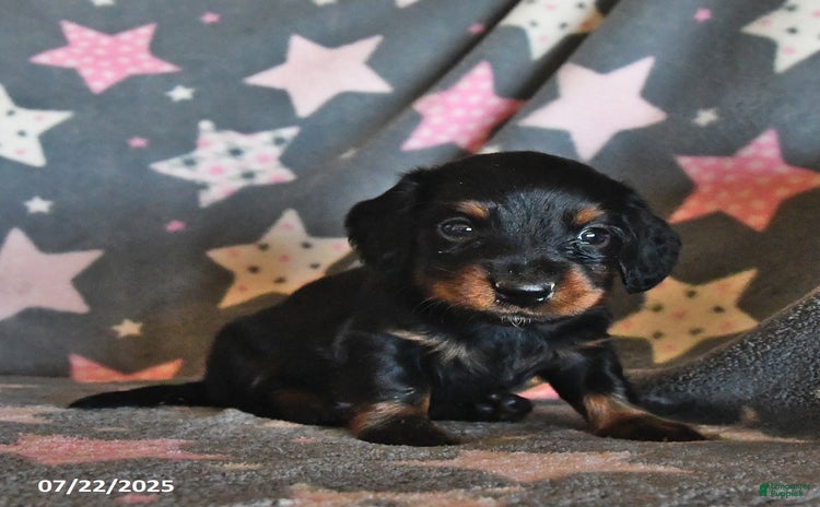 Miniature Dachshund dogs for sale - Ad 2