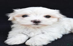 Maltese dogs for sale: Ronny - Image 3