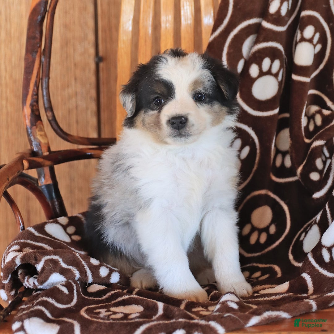 Miniature Australian Shepherd dogs for sale: Tucker - Image 1
