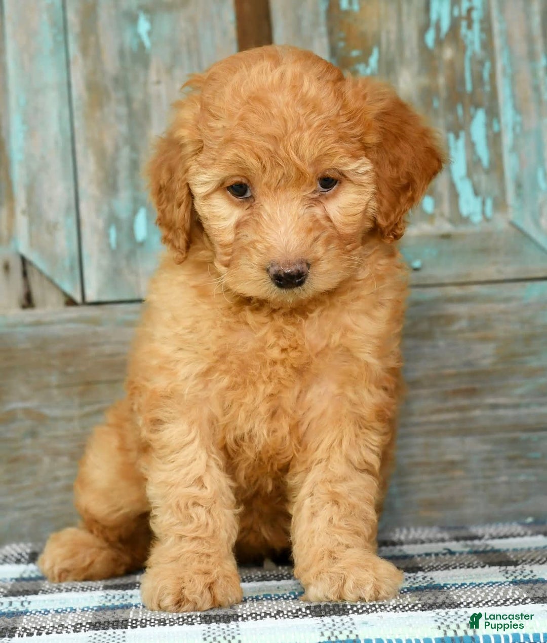 Mini Goldendoodle dogs for sale: Hallie - Image 3