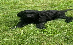 Goldendoodle dogs for sale: Oreo - Image 1