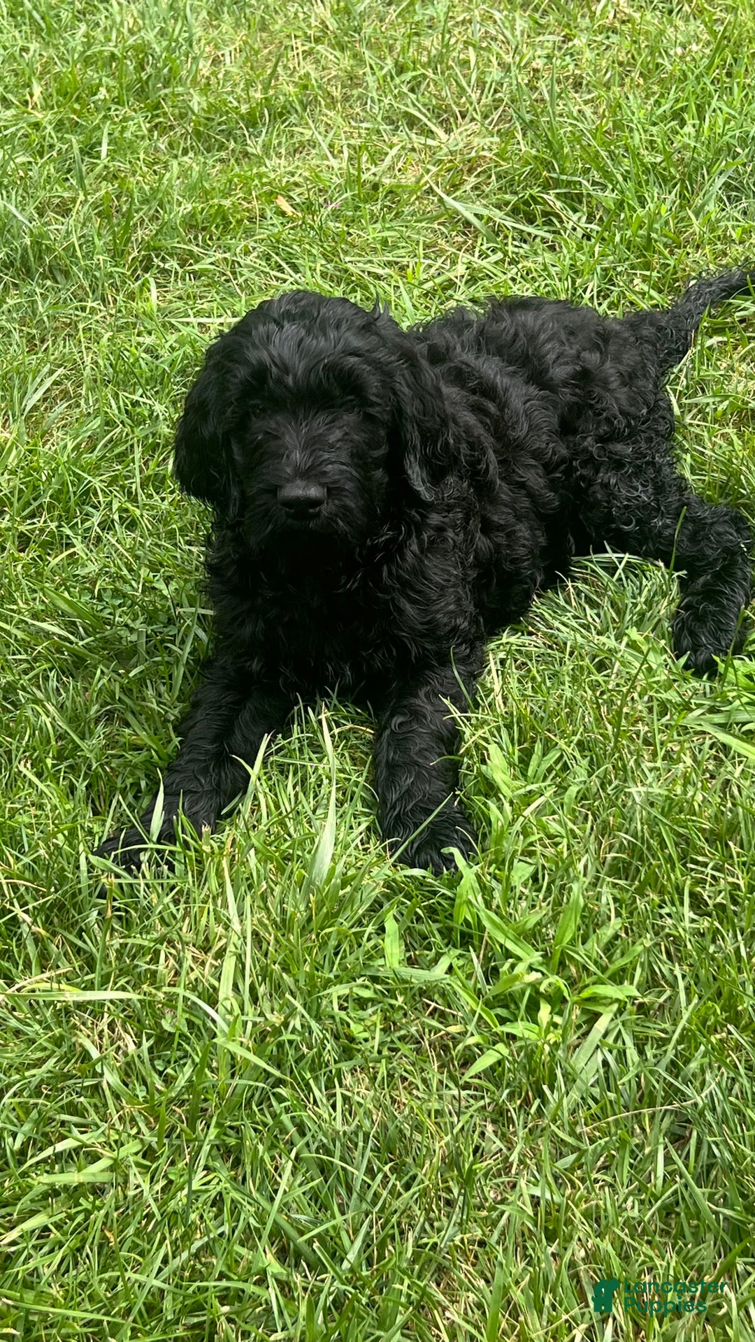 Goldendoodle dogs for sale: Oreo - Image 1