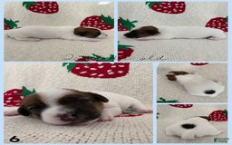 Jack Russell Terrier dogs for sale: Badger - Image 3