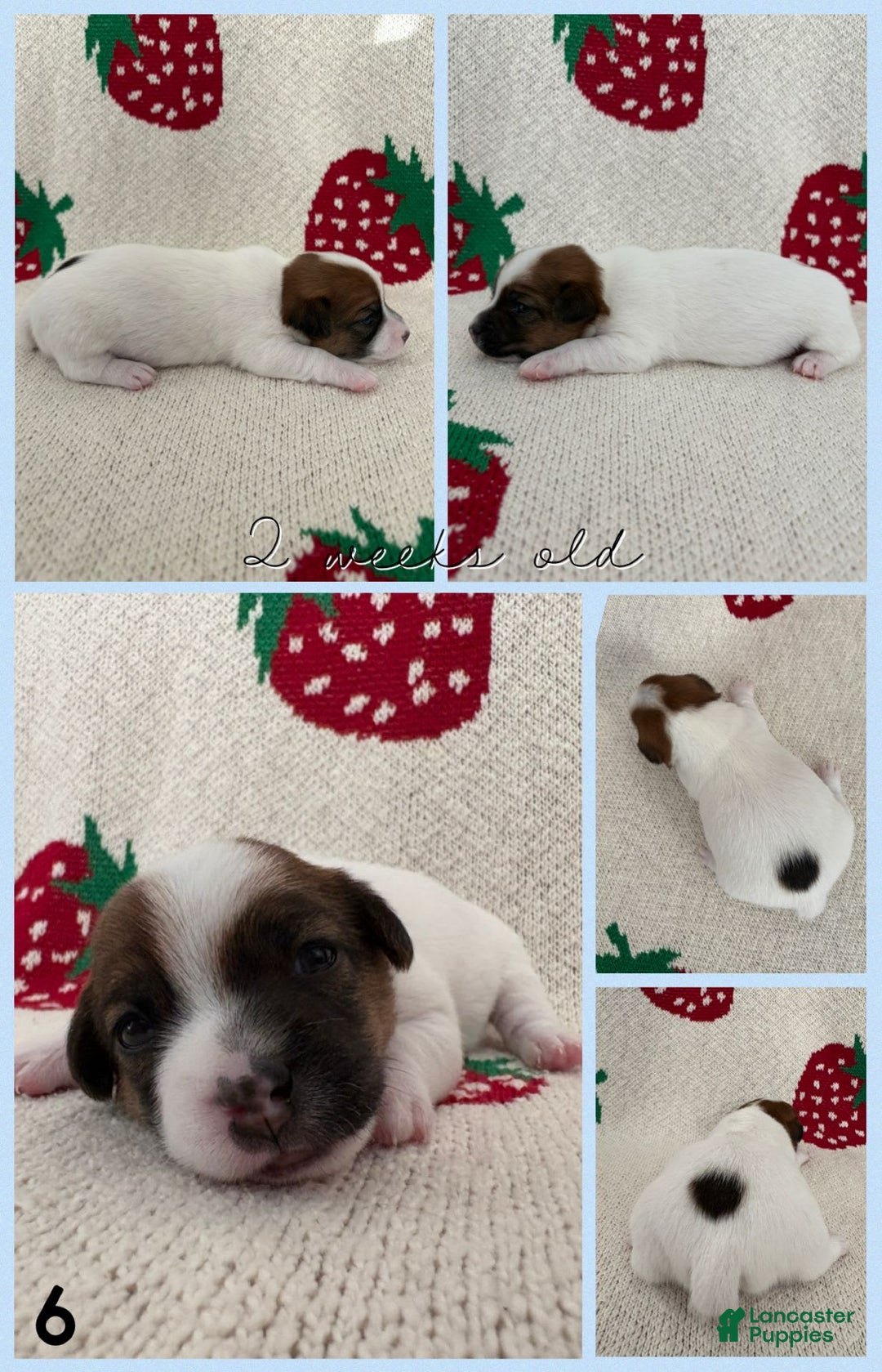Jack Russell Terrier dogs for sale: Badger - Image 3
