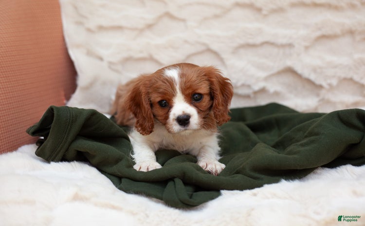 Cavalier King Charles Spaniel dogs for sale - Ad 3