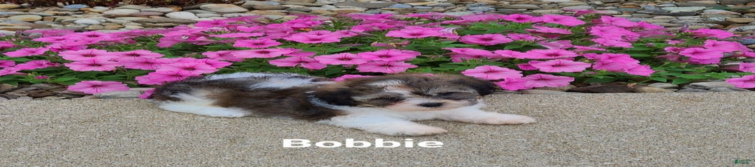 Bobbie