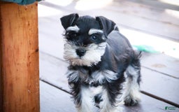 Miniature Schnauzer dogs for sale: Cinderella - Image 6