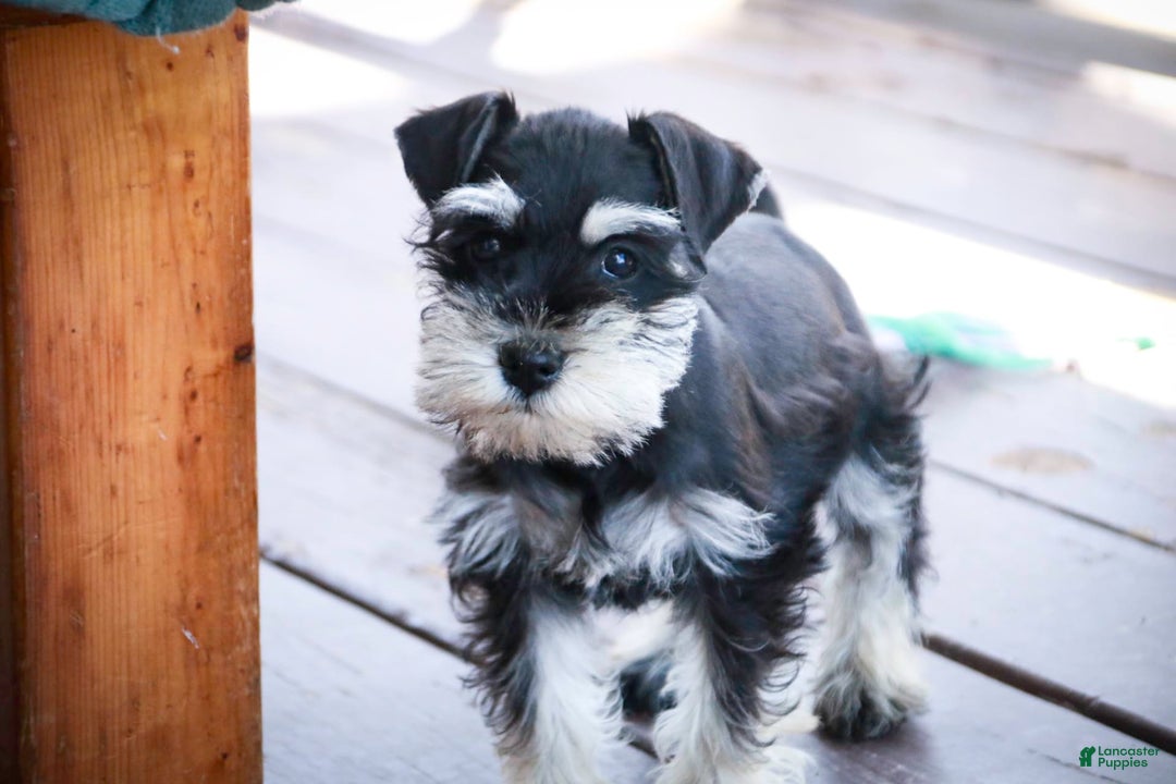 Miniature Schnauzer dogs for sale: Cinderella - Image 6