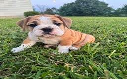 English Bulldog dogs for sale: Tank - Image 3