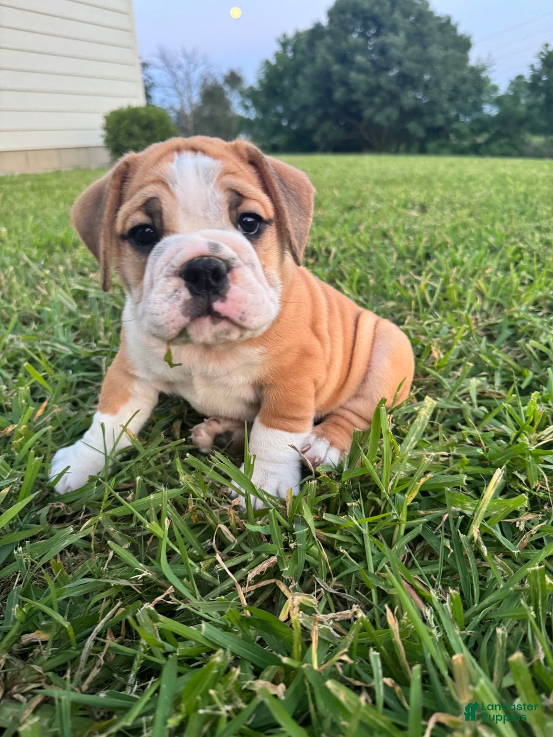 English Bulldog dogs for sale: Tank - Image 3
