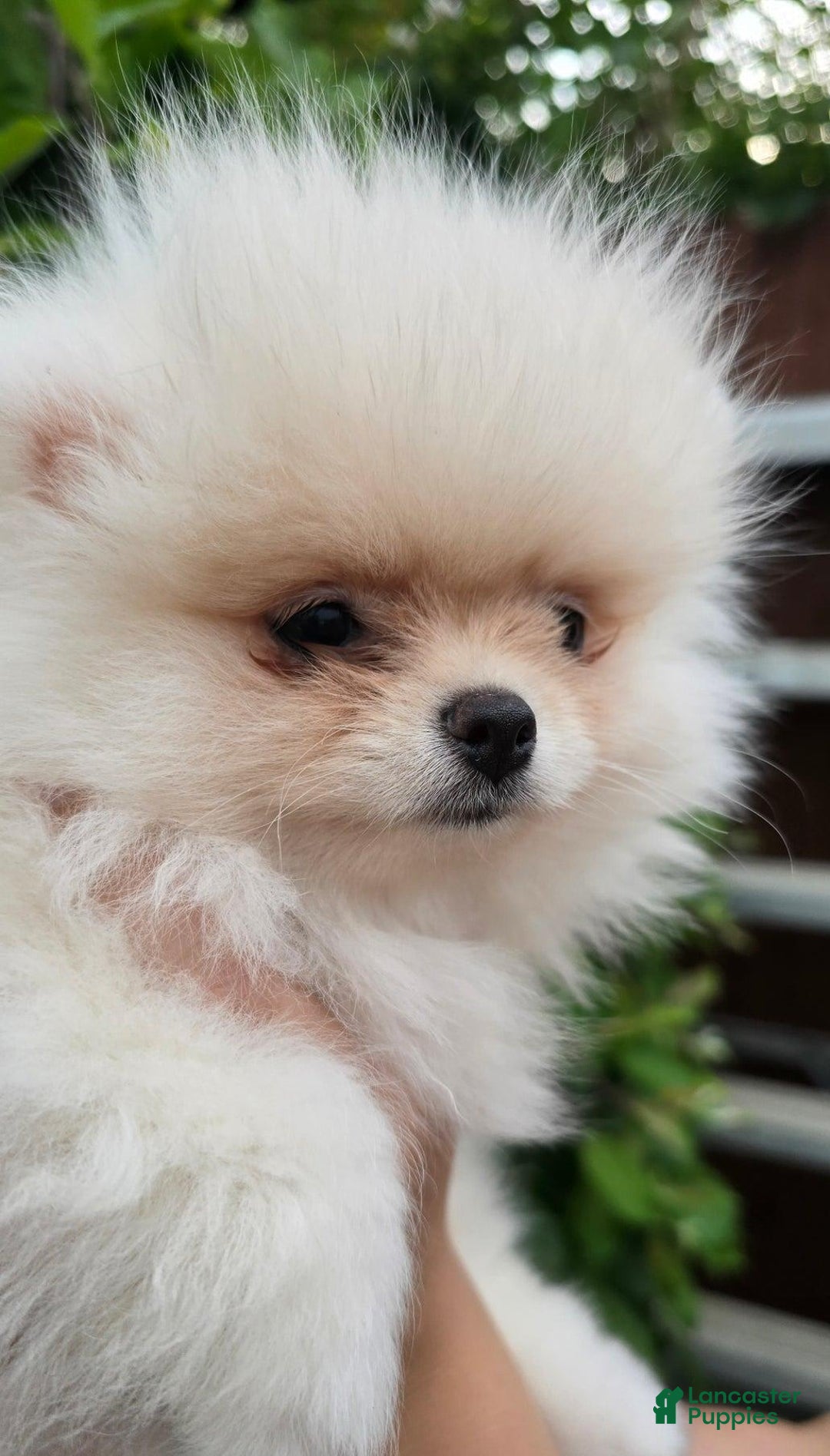 Pomeranian dogs for sale: Leny - Image 4