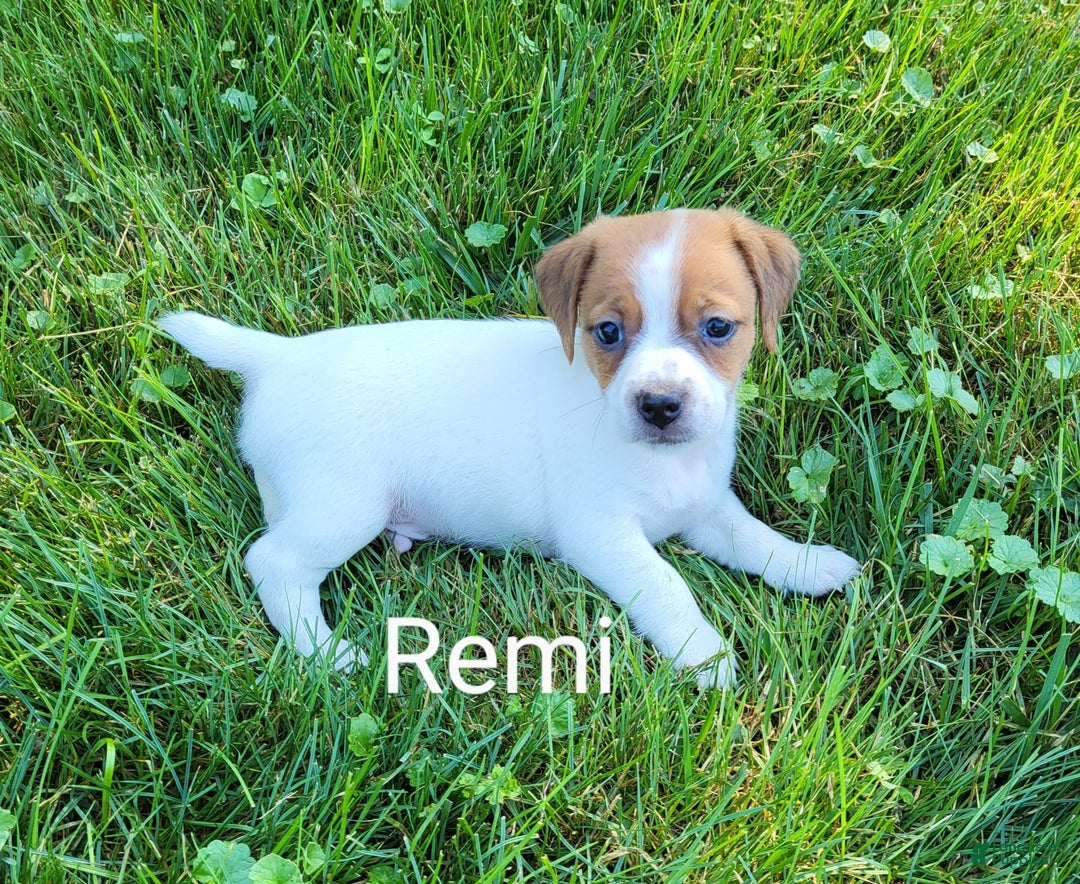 Jack Russell Terrier dogs for sale: Remi - Image 3