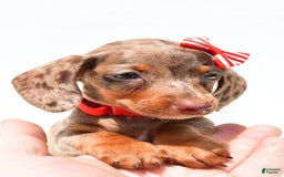 Miniature Dachshund dogs for sale: Logan - Image 7