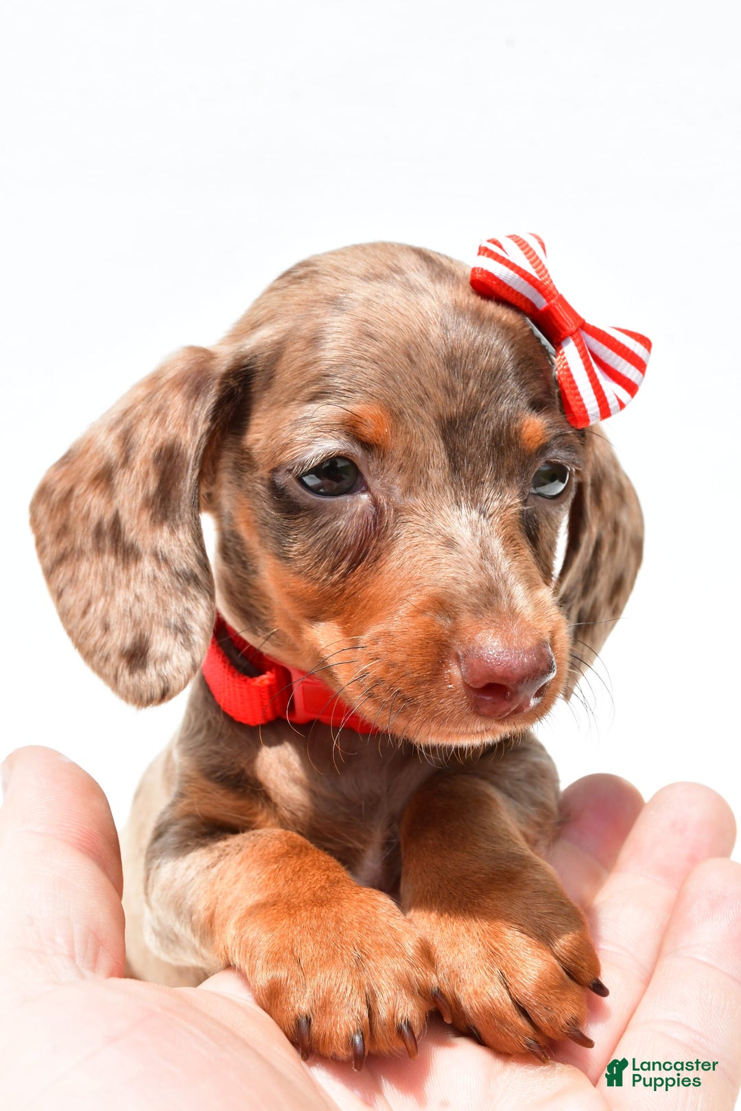 Miniature Dachshund dogs for sale: Logan - Image 7