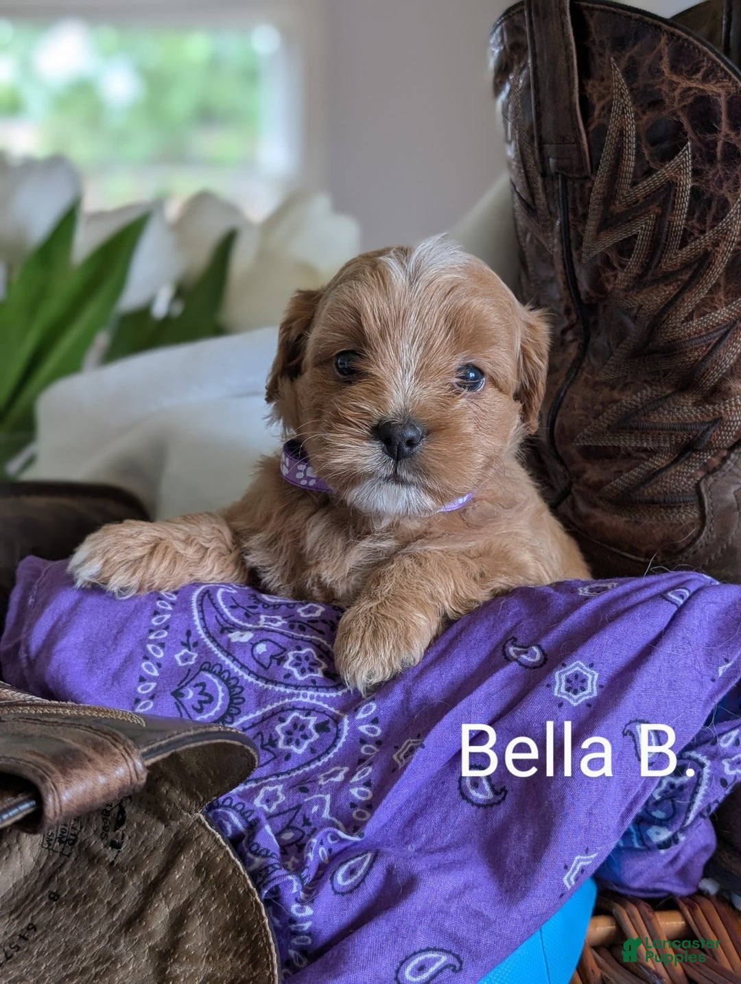 Mini Bernedoodle dogs for sale: Bella B. - Image 6