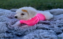 Bichon Frise dogs for sale: Miss Oakley - Image 5