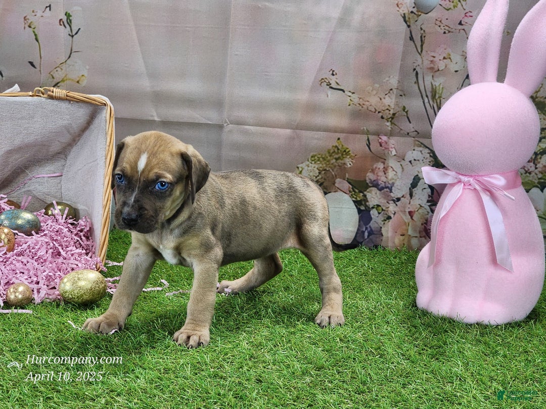 Catahoula Leopard Dog dogs for sale: Goldie 2025 F5 - Image 5