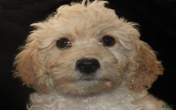 Cavachon dogs for sale: Hanna Male 1 - Image 5