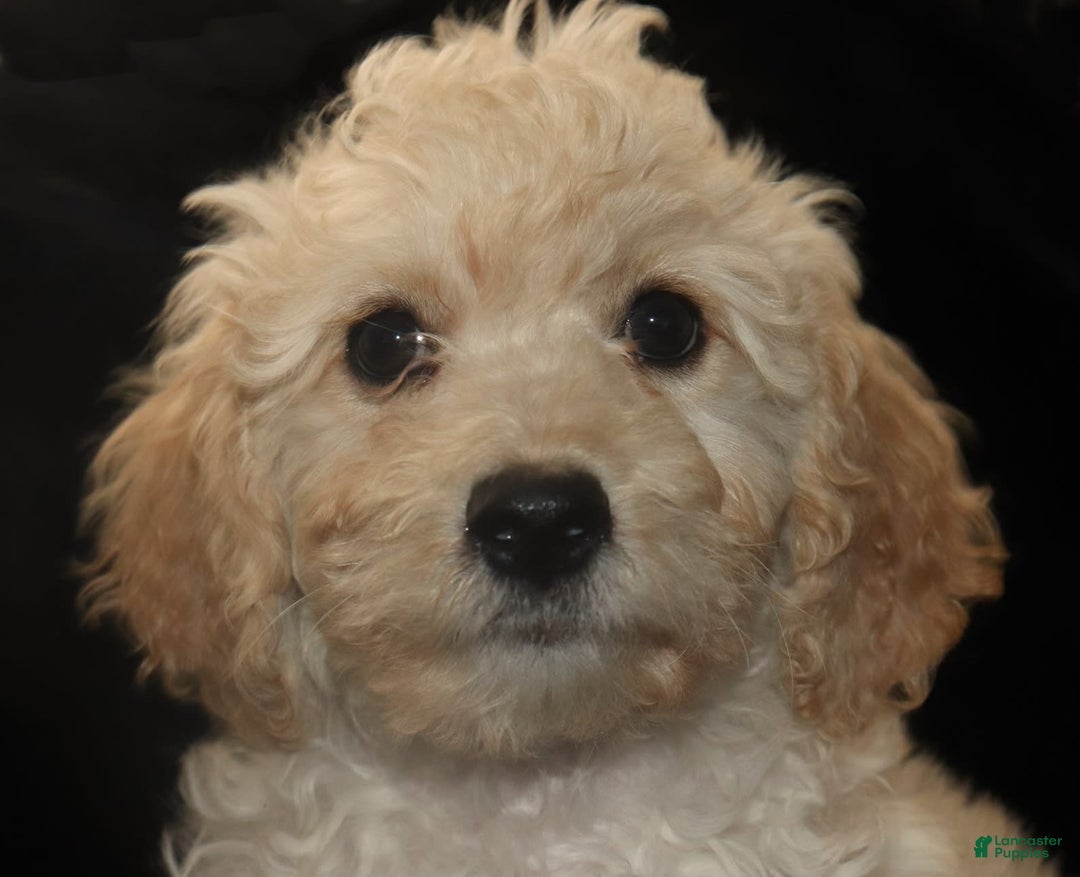 Cavachon dogs for sale: Hanna Male 1 - Image 5