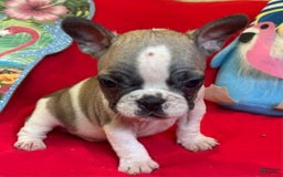 French Bulldog dogs for sale: Luke - Image 2