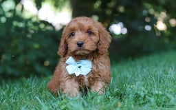 Cavapoo dogs for sale: Jude - Image 2